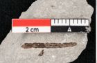 Foto (Detailansicht) von Callitris brongniartii Endl. (NHMW-GEO-2024-0188-6647)